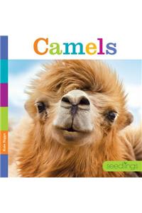 Seedlings: Camels
