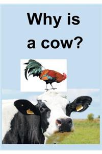 Why Is a Cow?