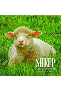 Sheep Calendar 2020