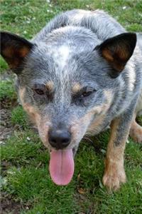 Blue Heeler Dog Resting Journal