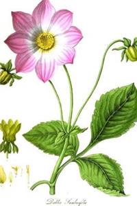 Dahlia Sambucifolia Flower Painting Journal