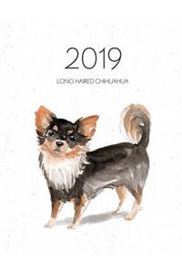 2019 Long Haired Chihuahua
