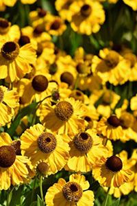 Coneflower Notebook