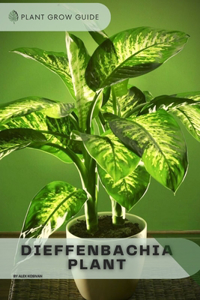 Dieffenbachia Plant