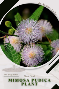 Mimosa pudica plant