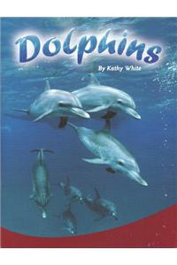 Dolphins