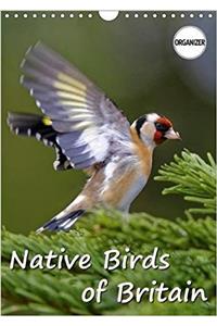 Native Birds of Britain 2018
