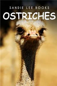 Ostriches - Sandie Lee Books