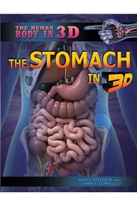 Stomach in 3D