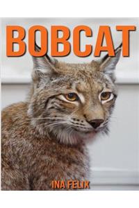 Bobcat