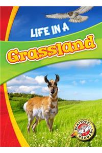 Life in a Grassland