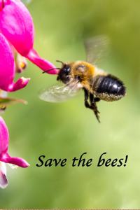 Notebook Bee