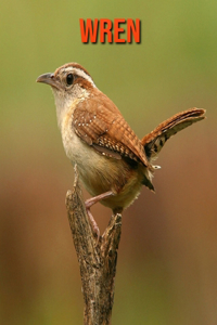 Wren