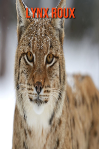 Lynx Roux