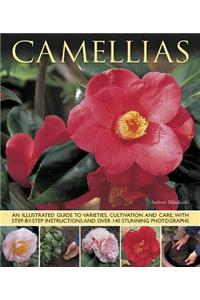 Camellias
