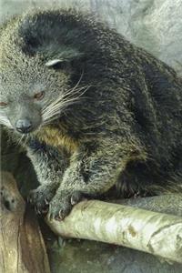 Arctictis Binturong Climbing Journal: Take Notes, Write Down Memories in this 150 Page Lined Journal