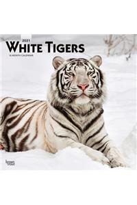 White Tigers 2021 Square