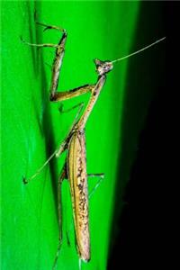 Praying Mantis on a Green Leaf Journal