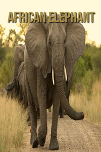 African Elephant