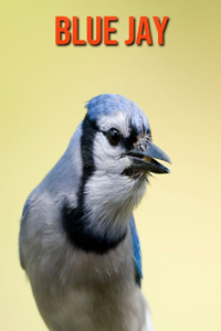 Blue Jay