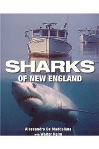 Sharks of New England