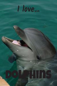 I Love Dolphins