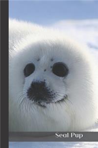 Seal Pup