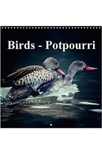 Birds - Potpourri 2018