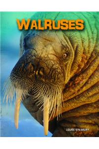 Walruses