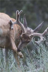 Whitetail Deer Buck Journal