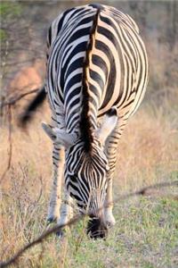 Zebra in Kruger Park South Africa Journal