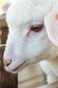 Cutest White Lamb Close Up Journal