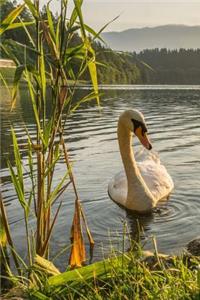 A Graceful Swan on a Morning Swim at the Lake Journal