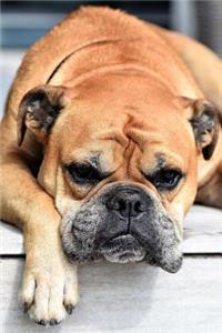 So Cute Continental Bulldog Pet Journal
