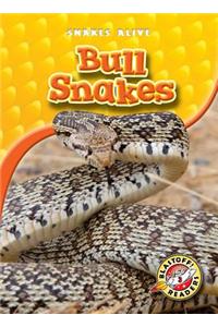 Bull Snakes