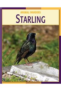 Starling