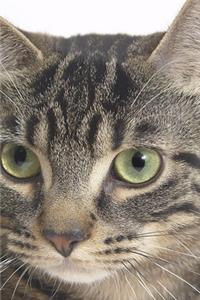 2020 Daily Planner Tiger Cat Face Photo 388 Pages