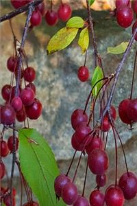 2020 Weekly Planner Autumn Tree Plump Red Berries 134 Pages