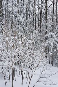 2020 Weekly Planner Winter Snowy Woods Photo 134 Pages