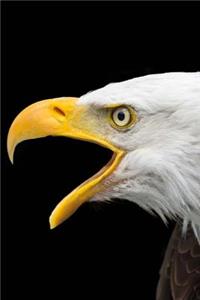 American Bald Eagle Raptor Journal