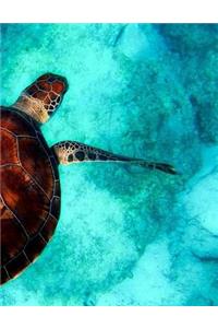 Sea Turtle Turtles Ocean Marine Biology Maritime Pacific Animal Tortoise Fish