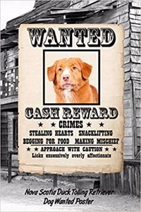 Nova Scotia Duck Tolling Retriever Dog Wanted Poster