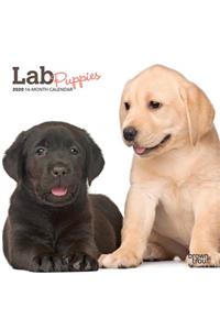 LAB PUPPIES 2020 MINI WALL CALENDAR