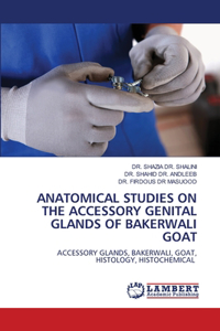 Anatomical Studies on the Accessory Genital Glands of Bakerwali Goat