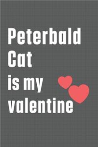 Peterbald Cat is my valentine
