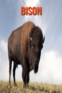 Bison