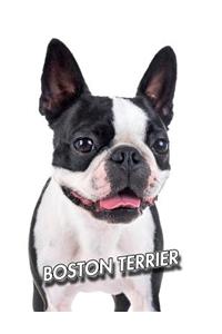 Boston Terrier