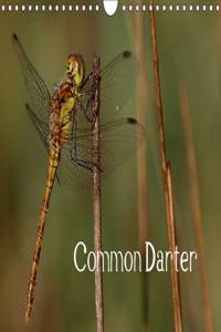 Common Darter 2017