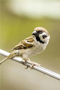 Sparrow Journal