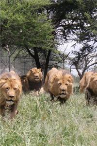 Lions in Zimbabwe Africa Journal